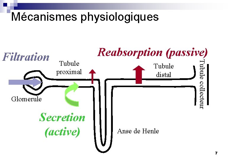 Mécanismes physiologiques Tubule proximal Tubule distal Glomerule Secretion (active) Tubule collecteur Filtration Reabsorption (passive)