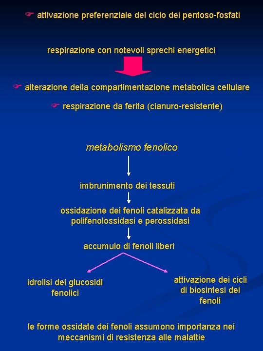  attivazione preferenziale del ciclo dei pentoso-fosfati respirazione con notevoli sprechi energetici alterazione della