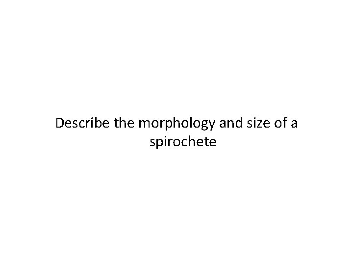Describe the morphology and size of a spirochete 