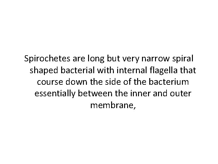 Spirochetes are long but very narrow spiral shaped bacterial with internal flagella that course