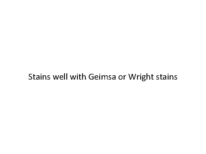 Stains well with Geimsa or Wright stains 