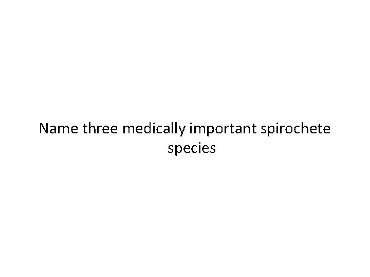 Name three medically important spirochete species 