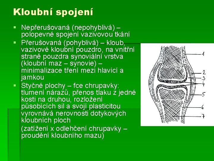 Kloubní spojení § Nepřerušovaná (nepohyblivá) – polopevné spojení vazivovou tkání § Přerušovaná (pohyblivá) –