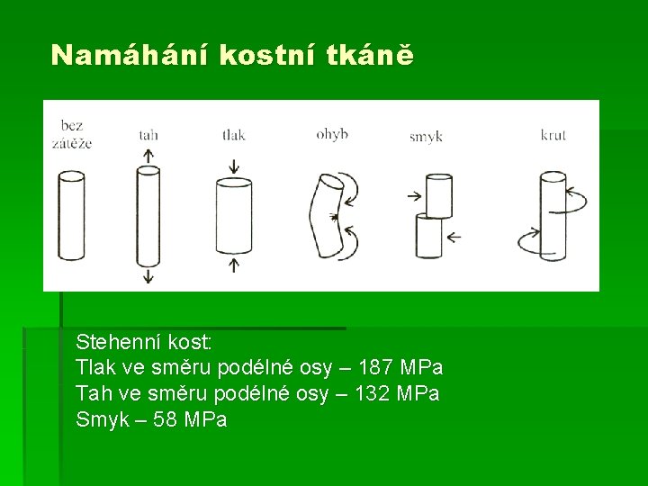 Namáhání kostní tkáně Stehenní kost: Tlak ve směru podélné osy – 187 MPa Tah