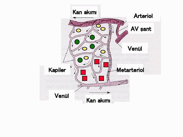 Kan akımı Arteriol AV şant Venül Kapiler Venül Metarteriol Kan akımı 