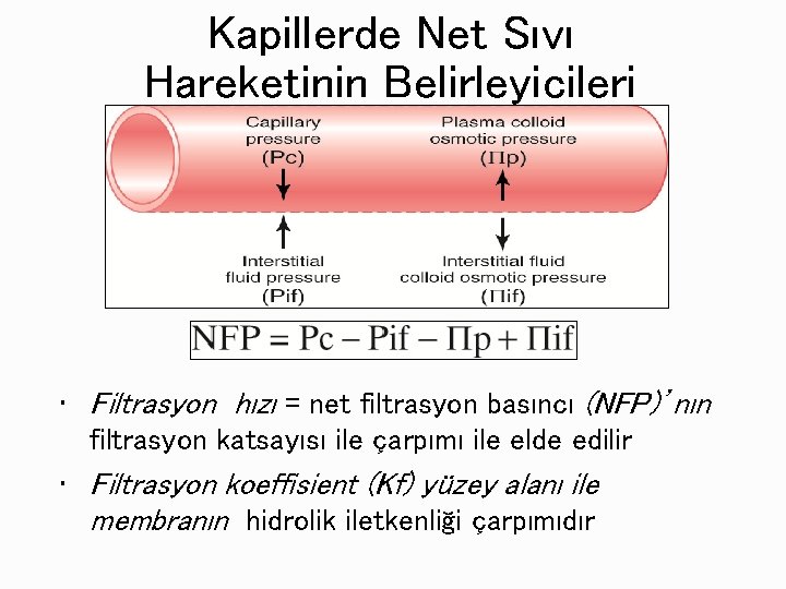 Kapillerde Net Sıvı Hareketinin Belirleyicileri • Filtrasyon hızı = net filtrasyon basıncı (NFP)’nın filtrasyon