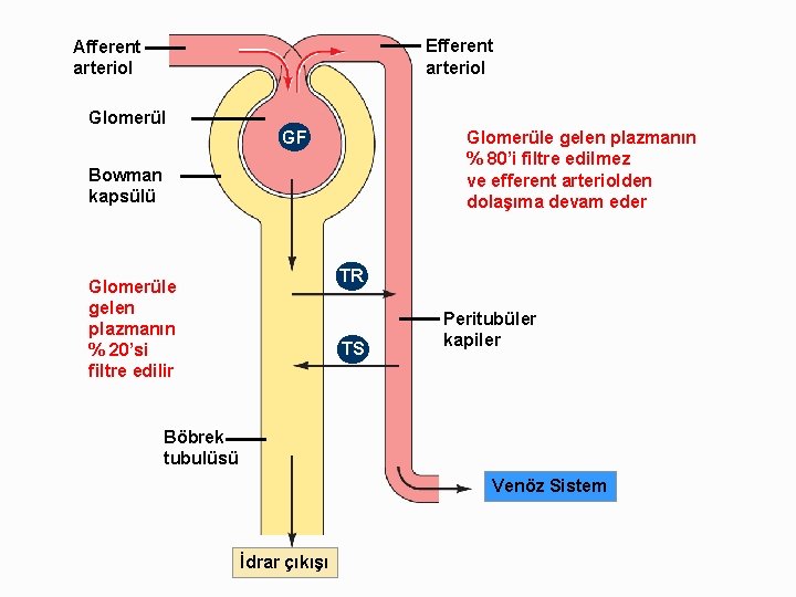 Efferent arteriol Afferent arteriol Glomerüle gelen plazmanın % 80’i filtre edilmez ve efferent arteriolden