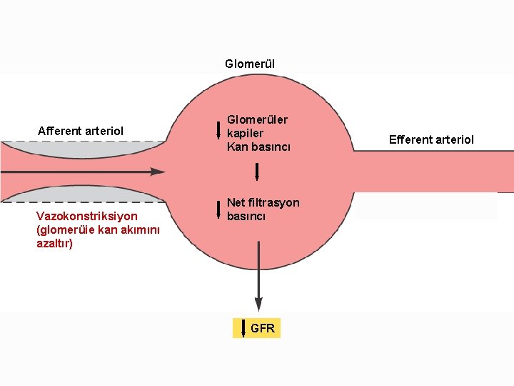 Glomerül Afferent arteriol Vazokonstriksiyon (glomerüie kan akımını azaltır) Glomerüler kapiler Kan basıncı Net filtrasyon