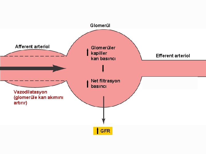 Glomerül Afferent arteriol Glomerüler kapiller kan basıncı Net filtrasyon basıncı Vazodilatasyon (glomerüle kan akımını