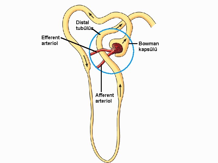 Distal tubülüs Efferent arteriol Bowman kapsülü Afferent arteriol 