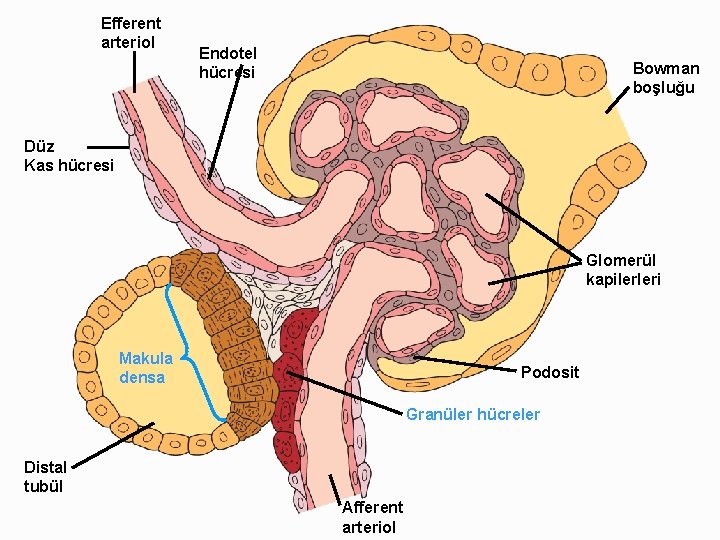 Efferent arteriol Endotel hücresi Bowman boşluğu Düz Kas hücresi Glomerül kapilerleri Makula densa Podosit