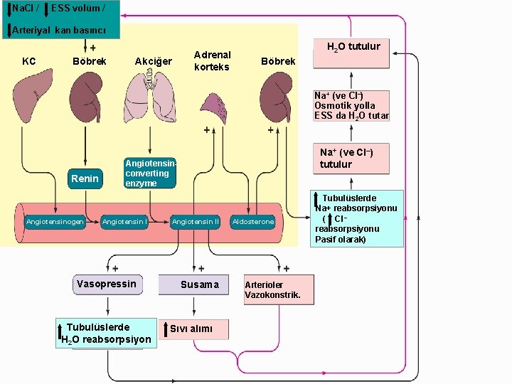 Na. Cl / ESS volüm / Arteriyal kan basıncı KC Böbrek Adrenal korteks Akciğer