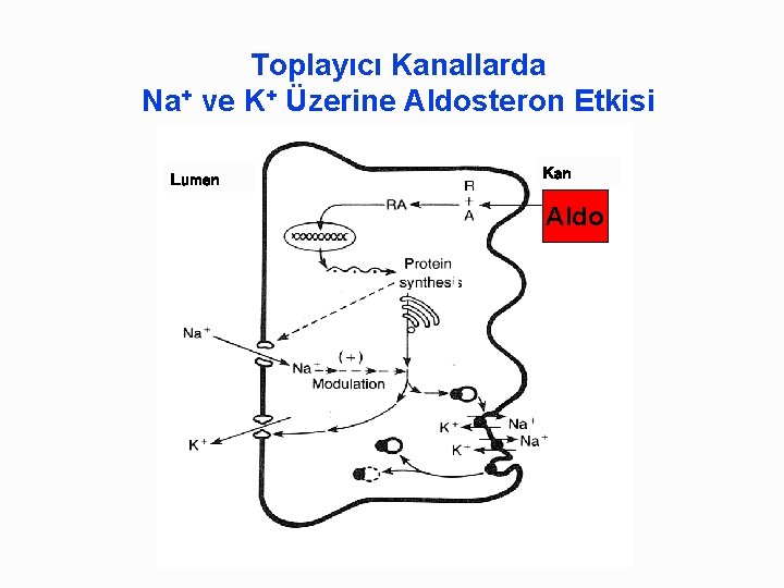 Toplayıcı Kanallarda Na+ ve K+ Üzerine Aldosteron Etkisi Lumen Kan Aldo 