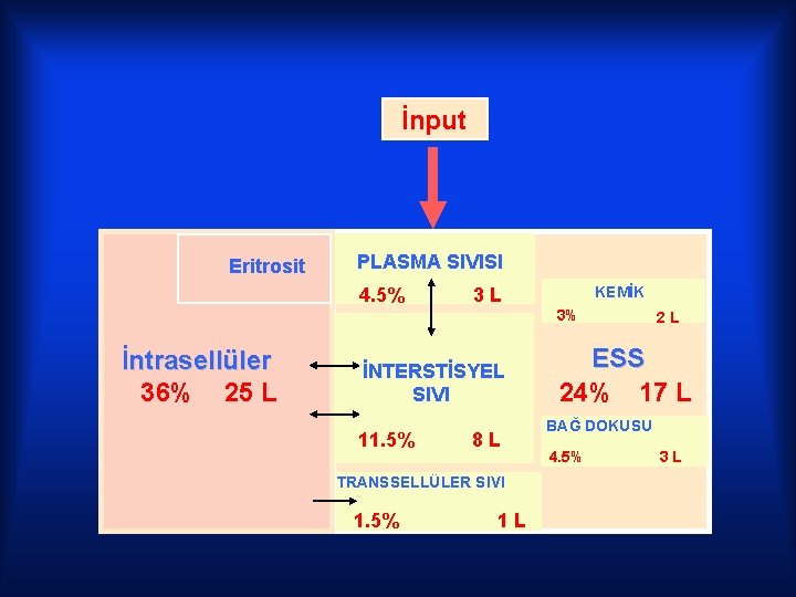 İnput Eritrosit PLASMA SIVISI 4. 5% KEMİK 3 L 3% İntrasellüler 36% 25 L