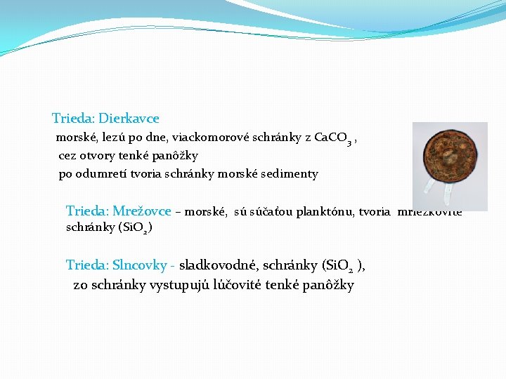 Trieda: Dierkavce morské, lezú po dne, viackomorové schránky z Ca. CO 3 , cez