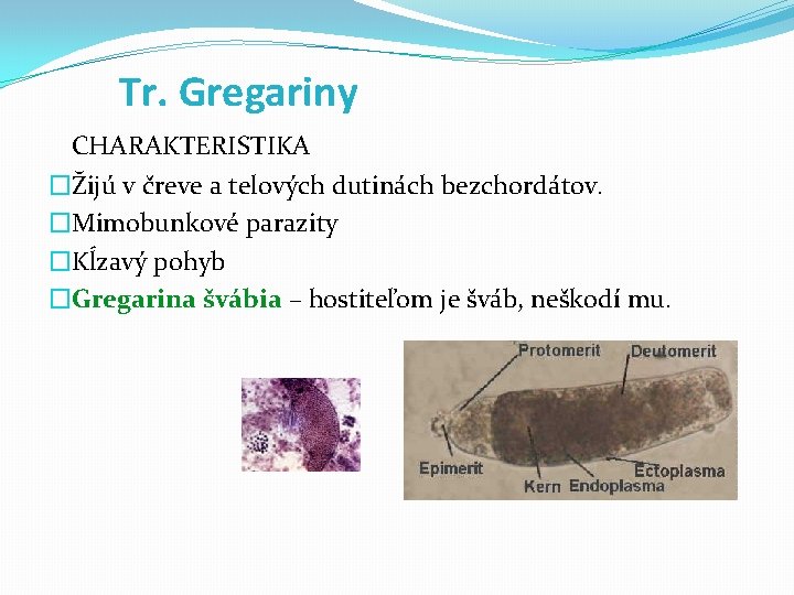 Tr. Gregariny CHARAKTERISTIKA �Žijú v čreve a telových dutinách bezchordátov. �Mimobunkové parazity �Kĺzavý pohyb