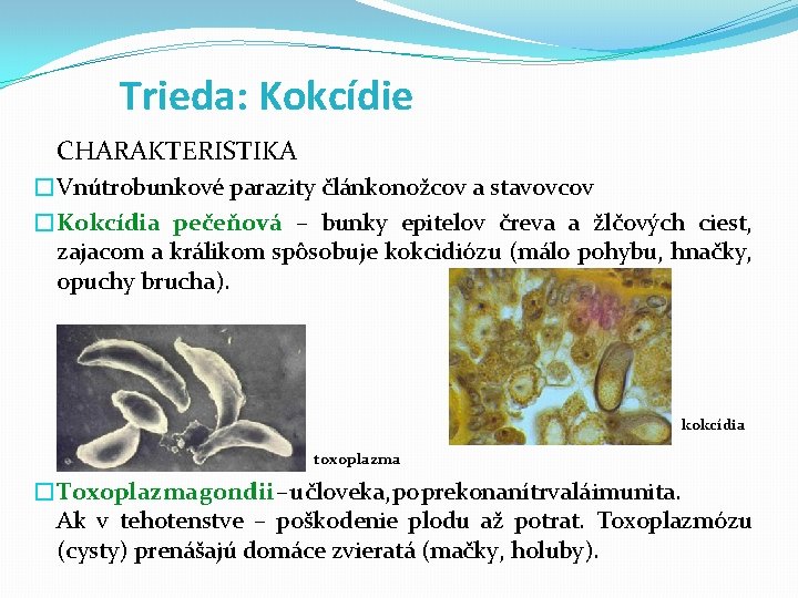 Trieda: Kokcídie CHARAKTERISTIKA �Vnútrobunkové parazity článkonožcov a stavovcov �Kokcídia pečeňová – bunky epitelov čreva