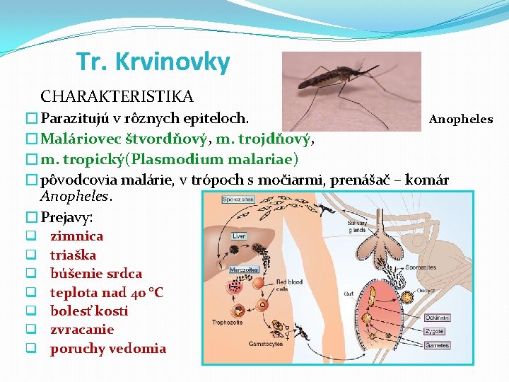 Tr. Krvinovky CHARAKTERISTIKA �Parazitujú v rôznych epiteloch. Anopheles �Maláriovec štvordňový, m. trojdňový, �m. tropický(Plasmodium