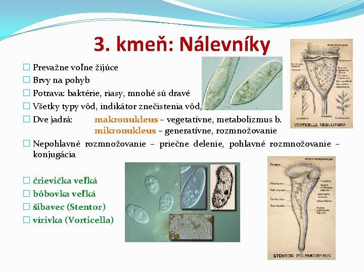 3. kmeň: Nálevníky � Prevažne voľne žijúce � Brvy na pohyb � Potrava: baktérie,