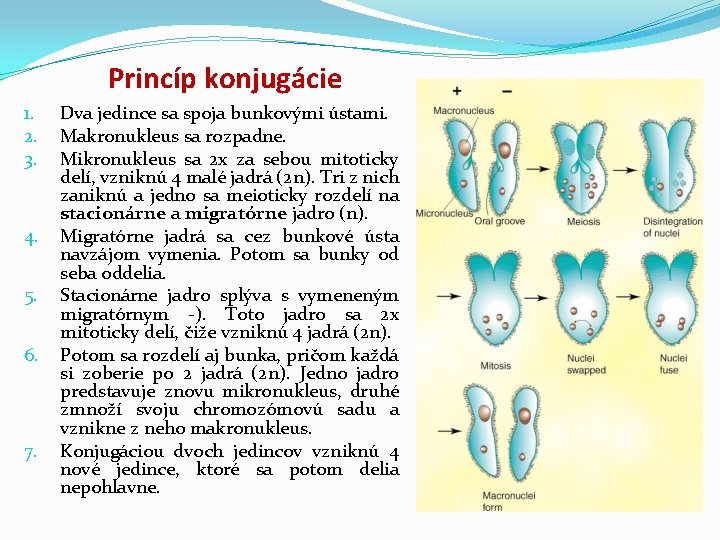 Princíp konjugácie 1. 2. 3. 4. 5. 6. 7. Dva jedince sa spoja bunkovými