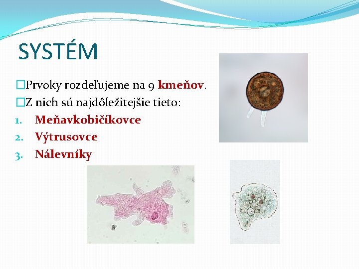 SYSTÉM �Prvoky rozdeľujeme na 9 kmeňov. �Z nich sú najdôležitejšie tieto: 1. Meňavkobičíkovce 2.