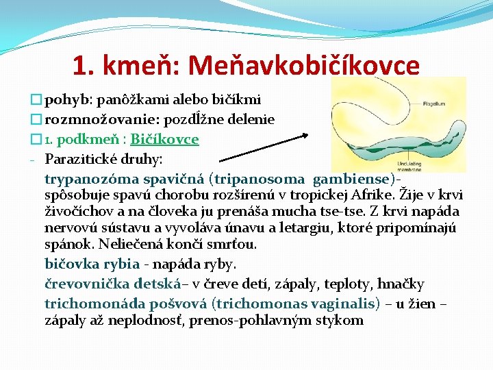 1. kmeň: Meňavkobičíkovce �pohyb: panôžkami alebo bičíkmi �rozmnožovanie: pozdĺžne delenie � 1. podkmeň :