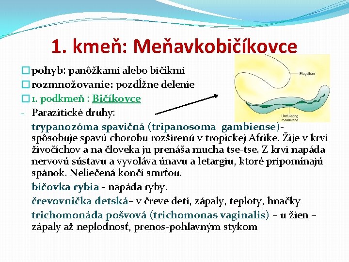 1. kmeň: Meňavkobičíkovce �pohyb: panôžkami alebo bičíkmi �rozmnožovanie: pozdĺžne delenie � 1. podkmeň :