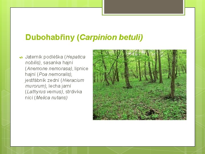 Dubohabřiny (Carpinion betuli) Jaterník podléška (Hepatica nobilis), sasanka hajní (Anemone nemorasa), lipnice hajní (Poa