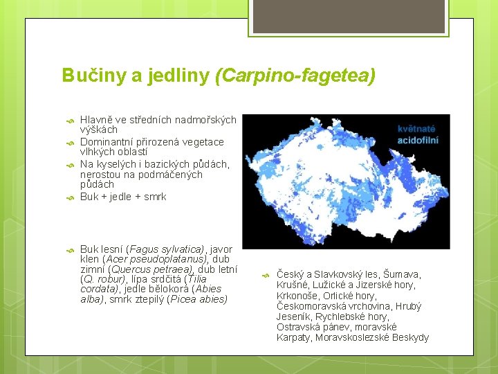 Bučiny a jedliny (Carpino-fagetea) Hlavně ve středních nadmořských výškách Dominantní přirozená vegetace vlhkých oblastí