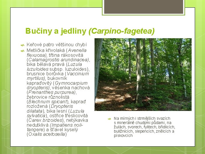 Bučiny a jedliny (Carpino-fagetea) Keřové patro většinou chybí Metlička křivolaká (Avenella flexuosa), třtina rákosovitá