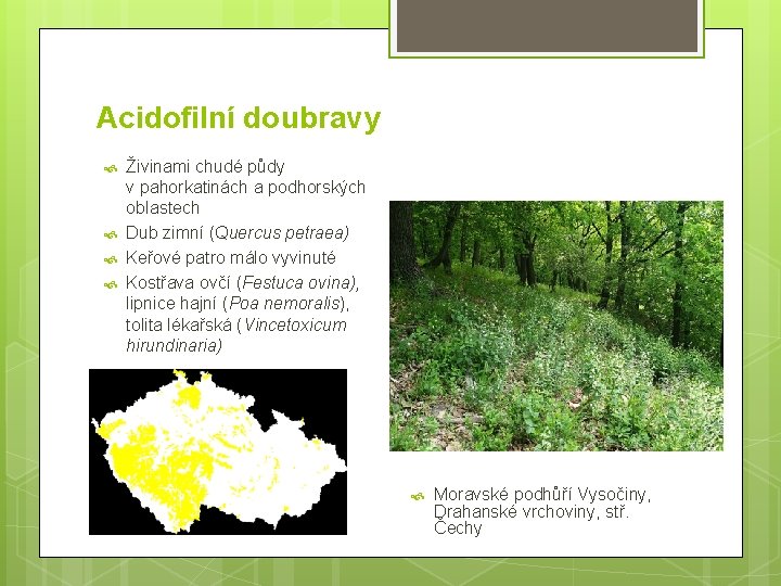 Acidofilní doubravy Živinami chudé půdy v pahorkatinách a podhorských oblastech Dub zimní (Quercus petraea)