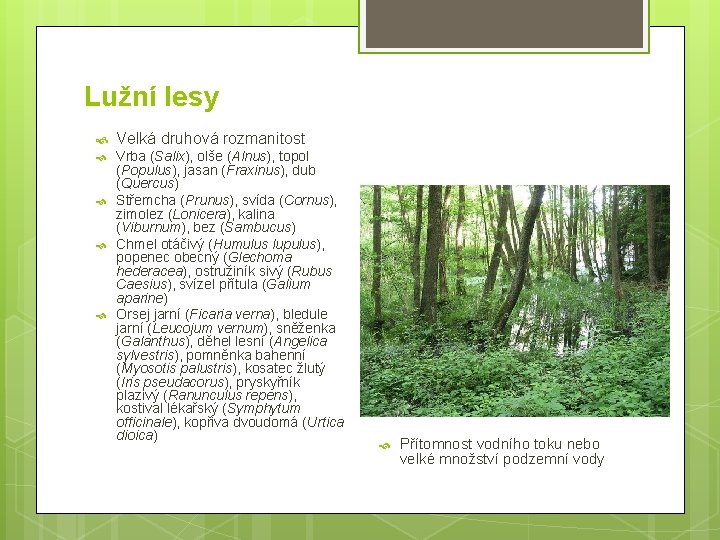 Lužní lesy Velká druhová rozmanitost Vrba (Salix), olše (Alnus), topol (Populus), jasan (Fraxinus), dub