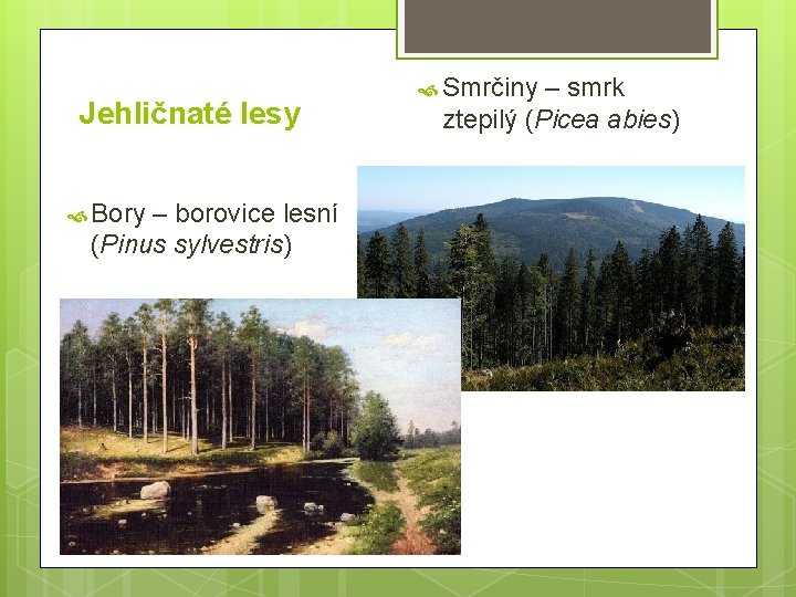 Jehličnaté lesy Bory – borovice lesní (Pinus sylvestris) Smrčiny – smrk ztepilý (Picea abies)