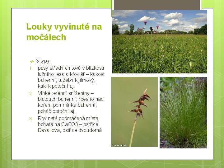Louky vyvinuté na močálech 1. 2. 3 typy: pásy středních toků v blízkosti lužního