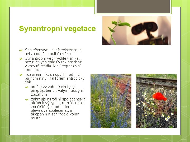 Synantropní vegetace Společenstva, jejihž existence je ovlivněná činností člověka. Synantropní veg. rychle vzniká, bez