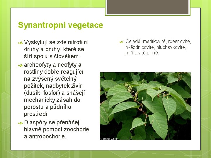 Synantropní vegetace Vyskytují se zde nitrofilní druhy a druhy, které se šíří spolu s