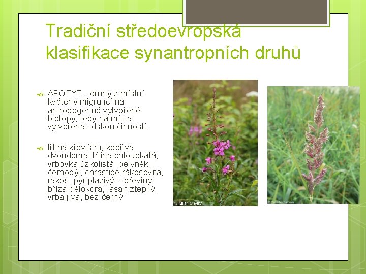 Tradiční středoevropská klasifikace synantropních druhů APOFYT - druhy z místní květeny migrující na antropogenně