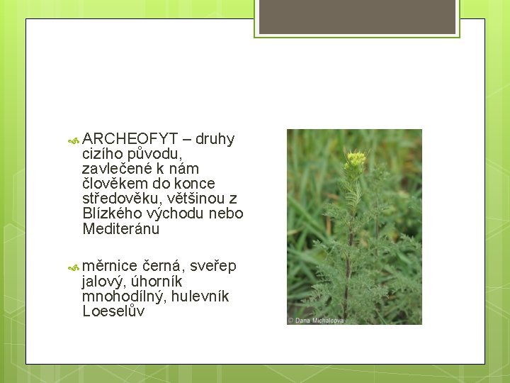  ARCHEOFYT – druhy cizího původu, zavlečené k nám člověkem do konce středověku, většinou