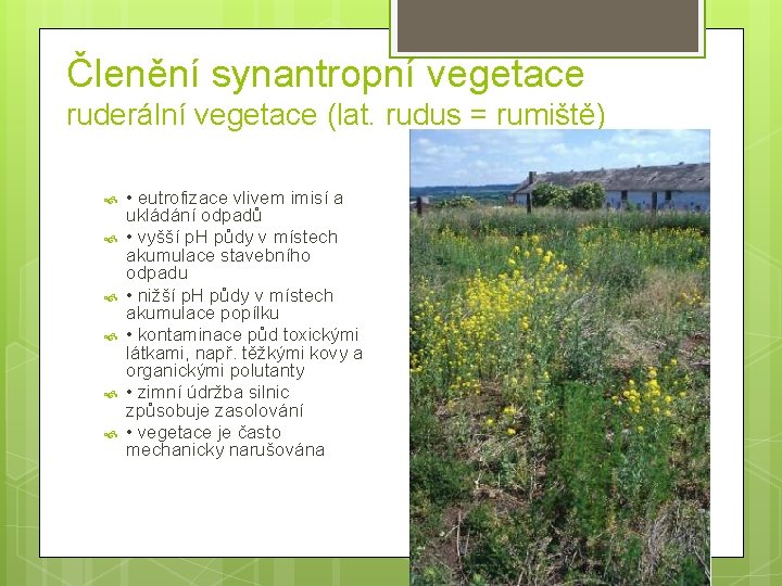 Členění synantropní vegetace ruderální vegetace (lat. rudus = rumiště) • eutrofizace vlivem imisí a