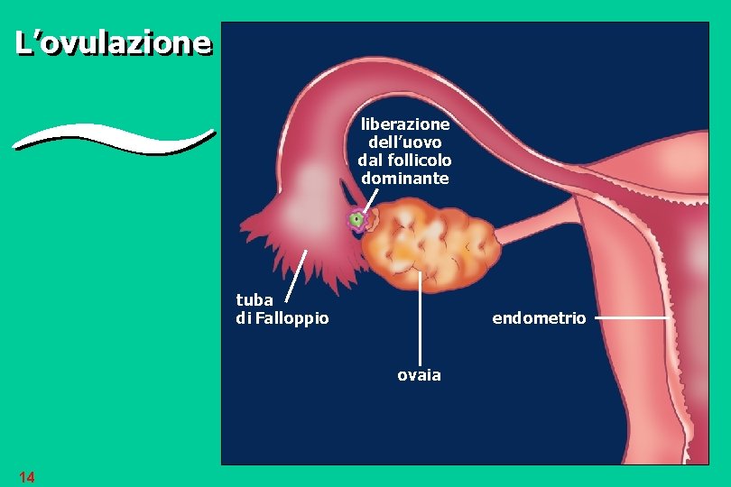 L’ovulazione liberazione dell’uovo dal follicolo dominante tuba di Falloppio endometrio ovaia 14 