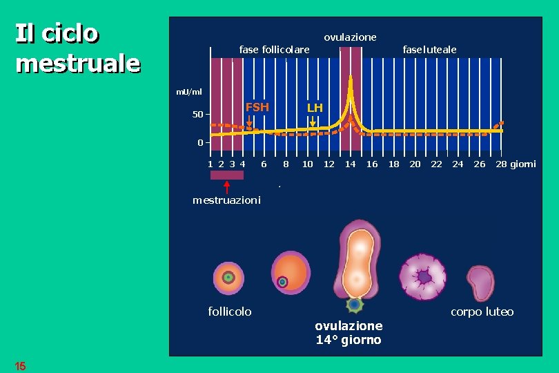 Il ciclo mestruale ovulazione fase follicolare fase luteale m. U/ml FSH 50 LH 0