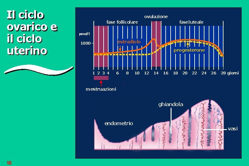 Il ciclo ovarico e il ciclo uterino ovulazione fase follicolare fase luteale pmol/l estradiolo