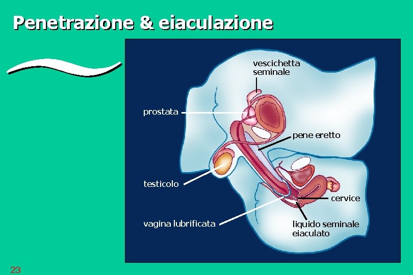 Penetrazione & eiaculazione vescichetta seminale prostata pene eretto testicolo cervice vagina lubrificata 23 liquido