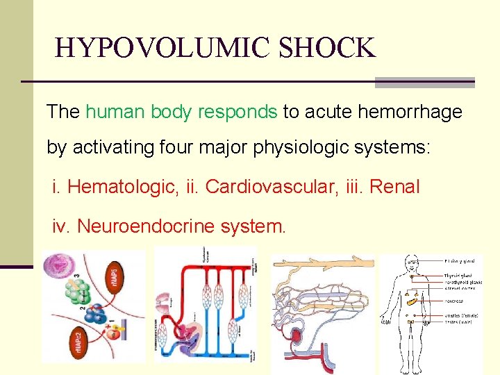 HYPOVOLUMIC SHOCK The human body responds to acute hemorrhage by activating four major physiologic