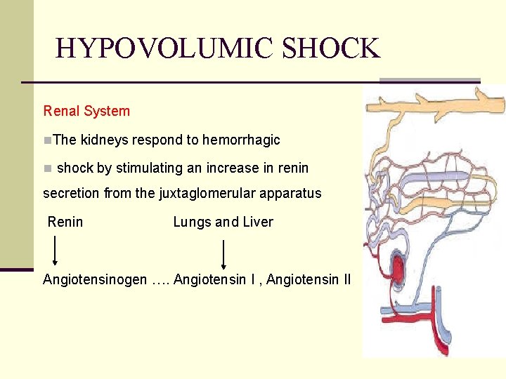 HYPOVOLUMIC SHOCK Renal System n. The kidneys respond to hemorrhagic n shock by stimulating