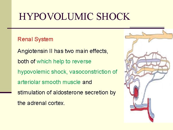 HYPOVOLUMIC SHOCK Renal System Angiotensin II has two main effects, both of which help