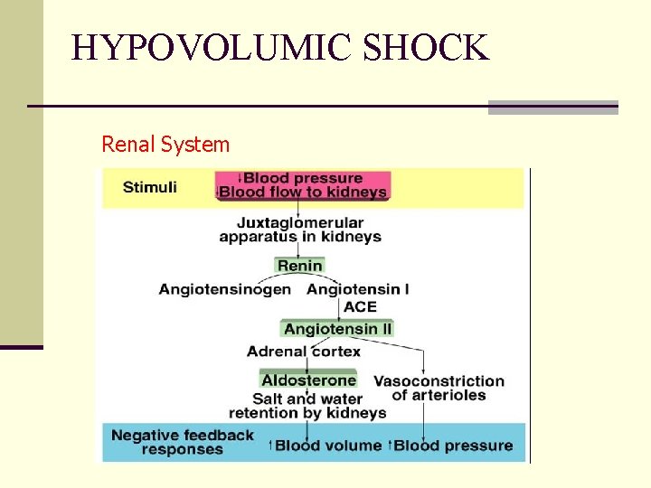 HYPOVOLUMIC SHOCK Renal System 