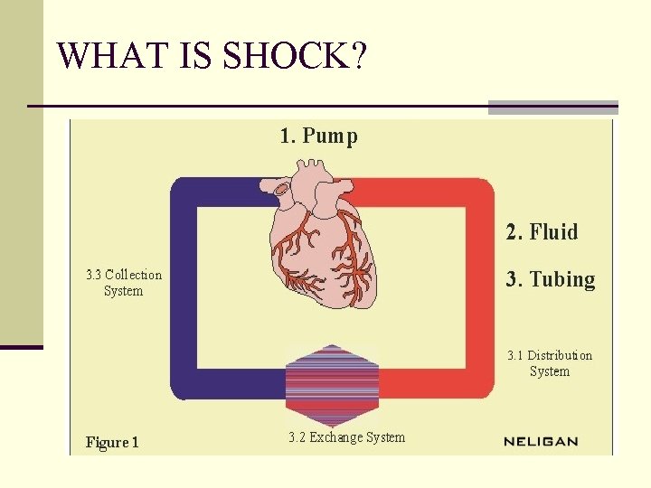 WHAT IS SHOCK? 