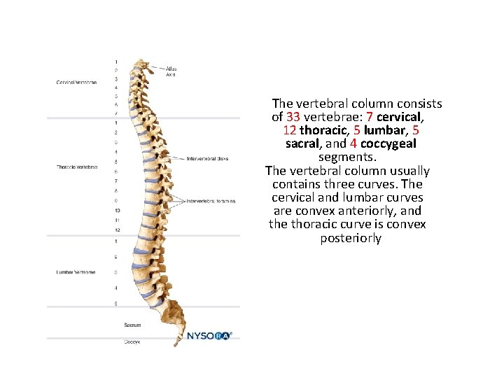 The vertebral column consists of 33 vertebrae: 7 cervical, 12 thoracic, 5 lumbar, 5