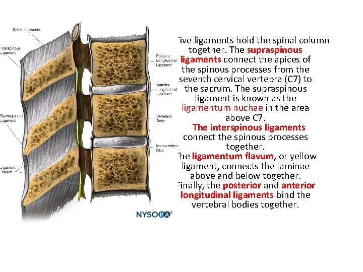 Five ligaments hold the spinal column together. The supraspinous ligaments connect the apices of